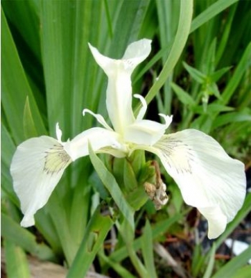 Iris pseudoacorus crème de la crème